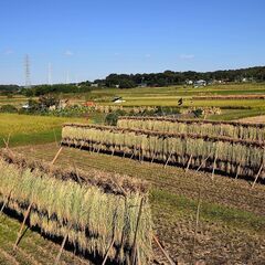 稲架掛け、稲掛、稲架、はさがけ、はさ掛けの足木