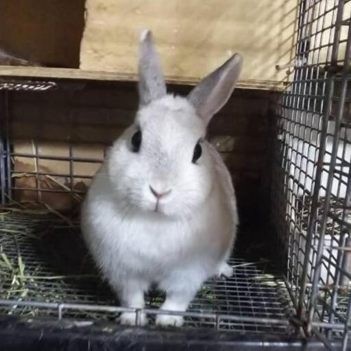 しろうさぎ＊様 Amazon.co.jp: しろうさぎなまいにち (アランジブックス) : アランジ