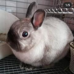 年内特別価格✨ネザーランドドワーフ