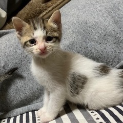 子猫の里親募集