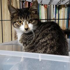 保護猫譲渡会　waiwaiドームしもつま11/14 - 下妻市
