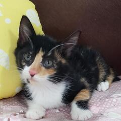 保護猫譲渡会　waiwaiドームしもつま11/14 − 茨城県