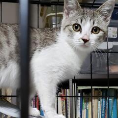 保護猫譲渡会　waiwaiドームしもつま11/14 - その他