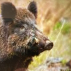 岡山県南で狩猟免許を持っていて狩猟したい人募集中