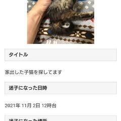 猫ちゃんが迷子みたいです。