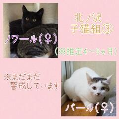 ★里親様✨募集致します★子猫たち