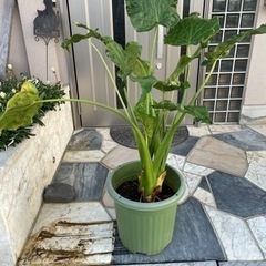 クワズイモ　鉢植え