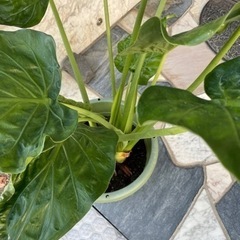 クワズイモ　鉢植えの画像