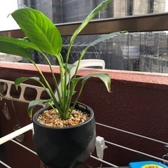 観葉植物