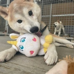 里親募集