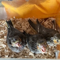 オカメインコインコ