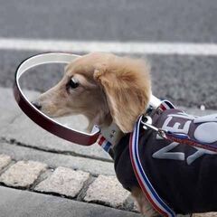 盲目犬を補助するグッズ ドッグバンパー製造販売
