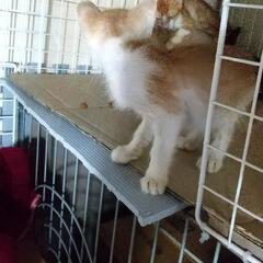猫すきな方保護した子達のお世話のお願い