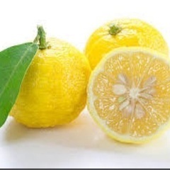柚子　🍊下さい😊