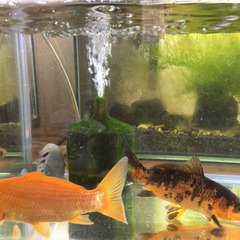 🐟錦鯉（ニシキゴイ）30cm前後【生体】