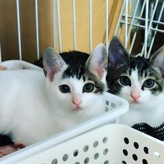 最近の写真up生後2ヶ月弱兄妹子猫とママ猫の里親さん探しています。