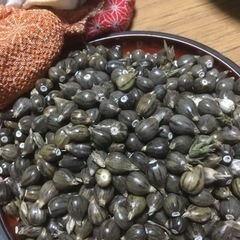 じゅず玉