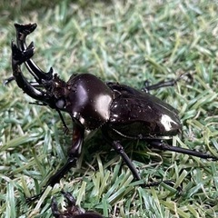 ニジイロクワガタ(ブラックWW)成虫ペアの画像