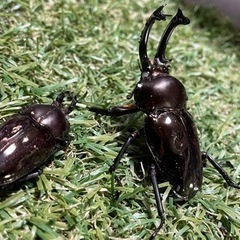 ニジイロクワガタ(ブラックWW)成虫ペアの画像
