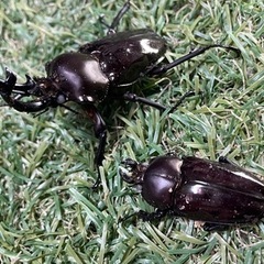 ニジイロクワガタ(ブラックWW)成虫ペア