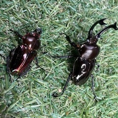 ニジイロクワガタ(ブラック＆レッドWW)