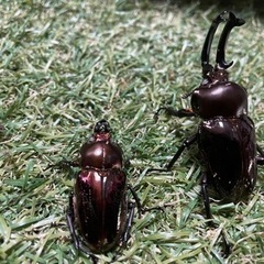 ニジイロクワガタ(ブラック＆レッドWW)の画像