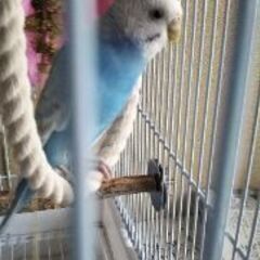 水色で頭が白のセキセイインコが逃げ出しました。