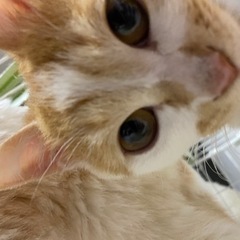 猫（雑種） 未去勢  11ヶ月