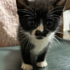 ☆生後1ヶ月半　黒白の男の子☆