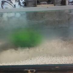 水槽 洗ってなくそのまま放置のためタダの画像