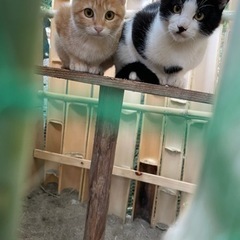 里親募集