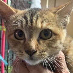 【お話し中】猫初心者の方に特におススメ✨3カ月半の女の子★茶トラ...