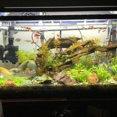 60水槽