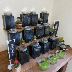 めだか愛好家が集うお店 - ペット