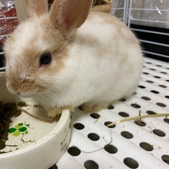 ミニうさぎ（子うさぎ）