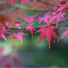 撮影散歩@小石川後楽園　11/20(土)14:00〜