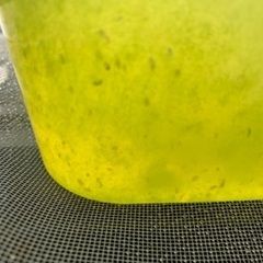 ミジンコ育てませんか？