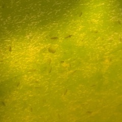 ミジンコ育てませんか？の画像