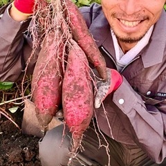 🍠芋掘り体験しませんか⁉️〜サツマイモ「紅はるか」💖の画像