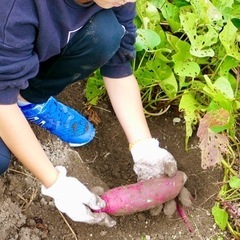 🍠芋掘り体験しませんか⁉️〜サツマイモ「紅はるか」💖