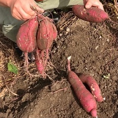 🍠芋掘り体験しませんか⁉️〜サツマイモ「紅はるか」💖の画像