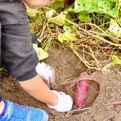 🍠芋掘り体験しませんか⁉️〜サツマイモ「紅はるか」💖の画像