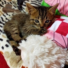 生後1か月　仔猫ちゃん　ブルーアイ