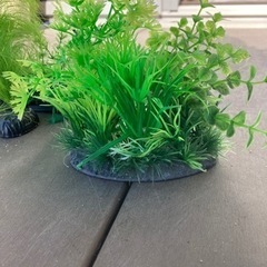 水草寄せ植え、置くだけ簡単
