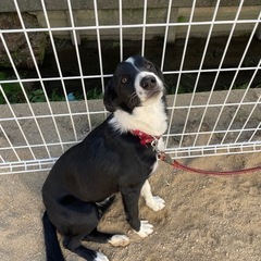 ミックス犬(里親候補様きまりました。