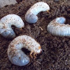 カブト幼虫（1匹当たり）