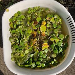 《今年最後の投稿》水草まとめ売り