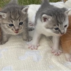 [4匹]子猫の里親募集