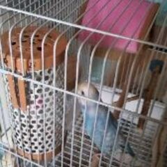 水色で頭が白のセキセイインコが逃げ出しました。 - 習志野市