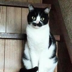 迷子猫を探しています
